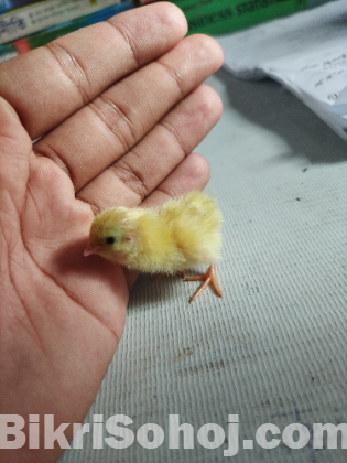 King quail bacca